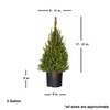 Plants by Mail 3 Gallon - Dwarf Alberta Spruce, Green