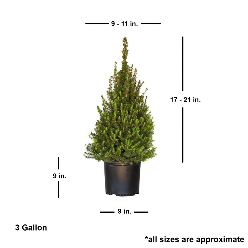 Plants by Mail 3 Gallon - Dwarf Alberta Spruce, Green