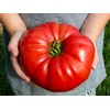 Large Tomato 100 Pounds Seeds for Planting Around 25 Seeds