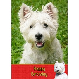 Westie/West Highland Terrier Dog Birthday Card