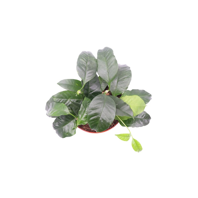 Hoya Multiflora 'Shooting Star' - 6'' from California Tropicals