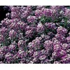 1oz Sweet Alyssum Flower Seeds Royal Carpet Dwarf Purple 69,000