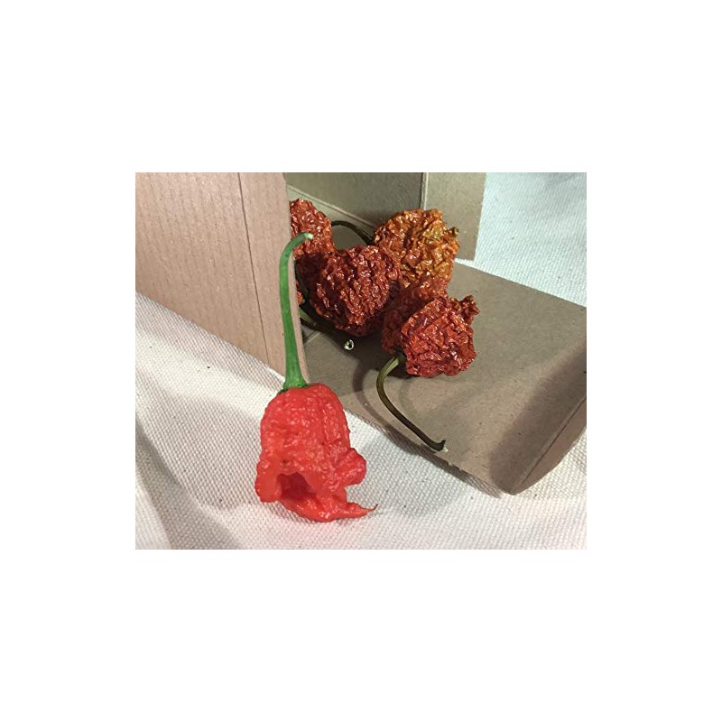 Dragon's Breath Ultra Hot Pepper Dried Whole Pods 5 Pack