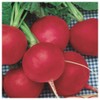 Everwilde Farms - 1 Oz German Giant Radish Seeds -