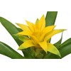 Bromeliad Yellow -4'' from California Tropicals