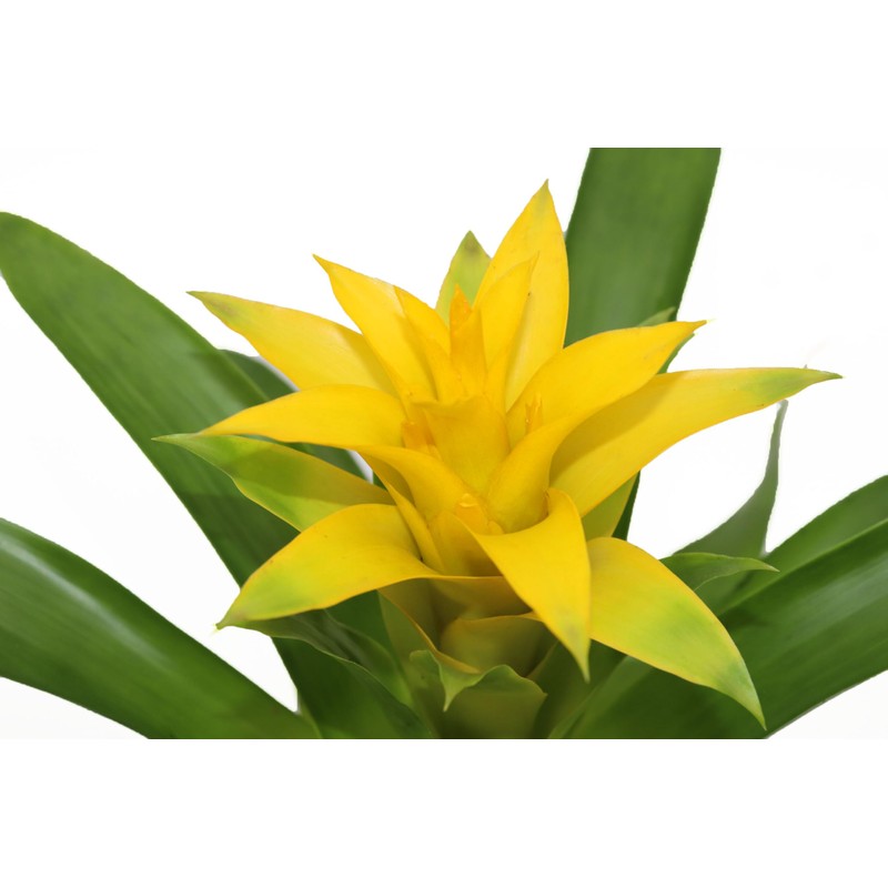 Bromeliad Yellow -4'' from California Tropicals