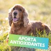 Fancy Pets MS Immune Tabletas Masticables para Perros – Suplemento