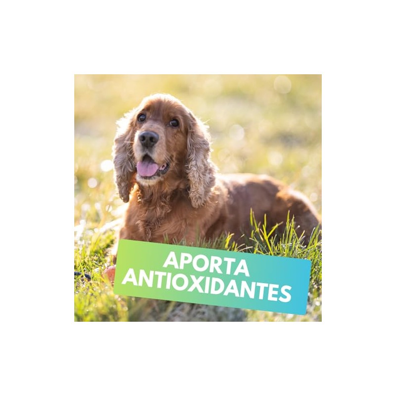 Fancy Pets MS Immune Tabletas Masticables para Perros – Suplemento