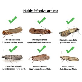 Natural Pheromone-Based Sticky Traps Protect Your Wardrobe from Clothes Moths and Larvae Safe, Non-Toxic, and Odor-Free Eco-Friendly and Effective Moth Control for Monitoring Purpose 1 Box (2 Traps)