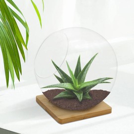 Plant Terrarium Display Glass with Bamboo mat, Tabletop Succulent Air Plant Planter Globe, Mini Terrarium Garden, Round Beveled Glass vase, Micro Landscape eco vase,for Succulents, Air Plants, Moss