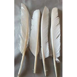 Custom Feathers 12 Grade #2 White Turkey Primary Wing Feathers