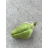 Chayote Plant 1 Sprouted Chayote Squash Mirliton Live Plant Ready