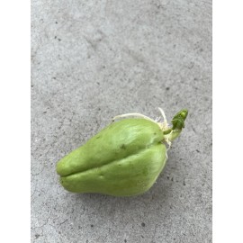 Chayote Plant 1 Sprouted Chayote Squash Mirliton Live Plant Ready To Plant Buy 3 Get 1 Free