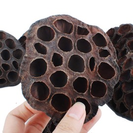 NWFashion 10PCS/Package Natural Dried Brwon Lotus Pods Home Decoration Dired Flower(6-8CM)