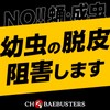 Kobayaga Hoi Hoi Earth Chobae Extermination Granules Fruit Fly Catcher