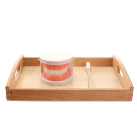 STOBOK Dentist 1 Set Montessori Montessori Practical Life Brushing Teeth Model with Tray Practical Life Simulated Tooth Homeschool Learning Preschool for Toddler Fake Teeth