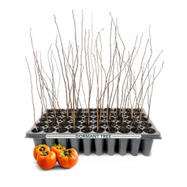 Persimmon Fruit Trees | 10 Live Trees | Diospyros Kaki | Edible Fruit Tree for Home Gardens | Cold Hardy Plants with Sweet, Delicious Fruits