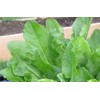 390+ French Sorrel Seeds- Heirloom Lettuce Herb