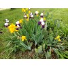 Bearded Iris 15 Bearded Iris Rhizomes – Easy to Grow,