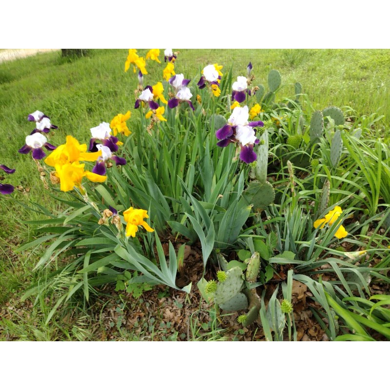 Bearded Iris 15 Bearded Iris Rhizomes – Easy to Grow,