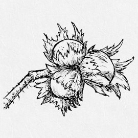 Motif Stamp Hazelnut Wooden Stamp Scrapbooking 38 x 28 mm