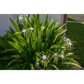 Unbranded Live Spider Lily Tropical Aquatic Marginal Pond/Bog Plant - 4'' Pot