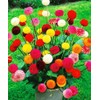 22Day Seeds: Seeds Dahlia Pompon Mix/Annual Flowers