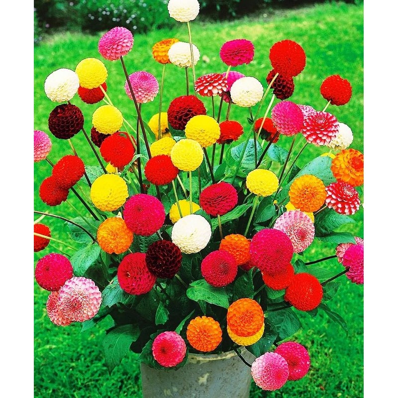 22Day Seeds: Seeds Dahlia Pompon Mix/Annual Flowers
