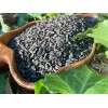 Eternity in a Box Morning Glory Seeds HEAVENLY BLUE *All