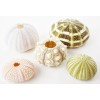 Florida Shells and Gifts Sea Urchin Sampler: Natural Purple, Pink,