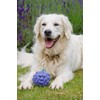 Petface Latex Blackberry Soft Chew Dog Toy, Large