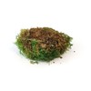 sphagnum-shop.com Fern Moss Preserved for Moss Pictures Decorative Moss Premium
