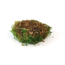 sphagnum-shop.com Fern Moss Preserved for Moss Pictures Decorative Moss Premium Quality Green Window Box 0.2 m²
