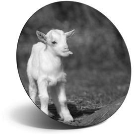 Destination Vinyl ltd Magnet for Refrigerator, Fridge BW - Cute White Baby Goat Farm Farmer Fun for Office, Cabinet and Whiteboard, Magnetic Stickers, 41330