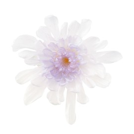 Earth Farms Brand of Preserved 6 Wheel with you, too Chrysanthemum