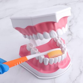 LVCHEN 2 Times Teeth Model with Toothbrush - Dental Large Teeth Model Kids Dental Teaching Study Brushing Tooth Model with Removable Lower Teeth for Students