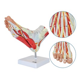 Axis Scientific Foot Anatomy Model with 9 Removable and Numbered Parts, Foot Model Anatomy Ligaments, Muscles, Nerves and Arteries, Includes Study Guide, Foot Health, Body Parts Anatomy Study Tools