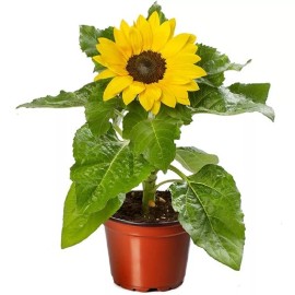 Sunflower Seeds Helianthus Solsation® Yellow Spirit 25 Flower Seeds