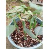 20QT Organic Vermiculite Granules for Plants and Gardening