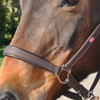 John Whitaker Ready to Ride Leather Headcollar Brown Cob