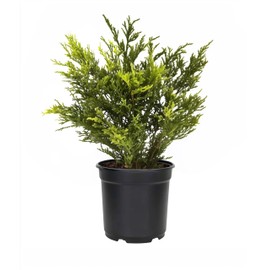 Juniper Gold Lace | 1 Live 4 Inch Pot | Juniperus Chinensis | Drought Tolerant Cold Hardy Evergreen Groundcover Plants