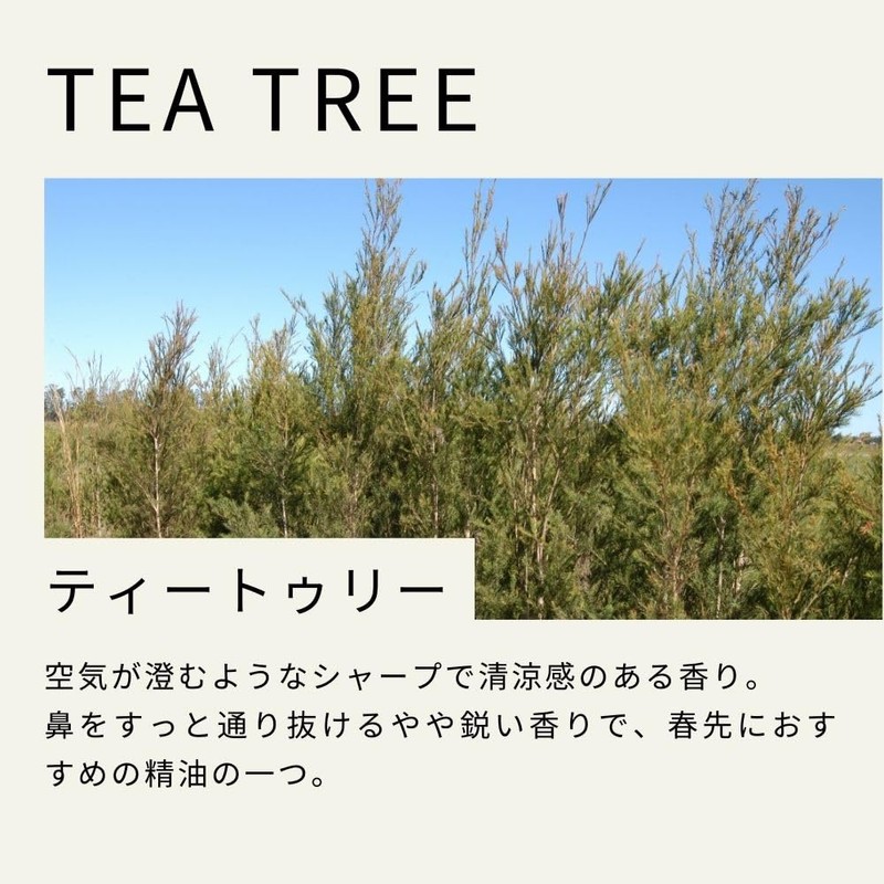 Tree of Life Tea Tree Essential Oil 100ml AEAJ Certified