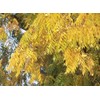 Black Walnut, Juglans Nigra, (Northern Source), Tree 3 Seeds