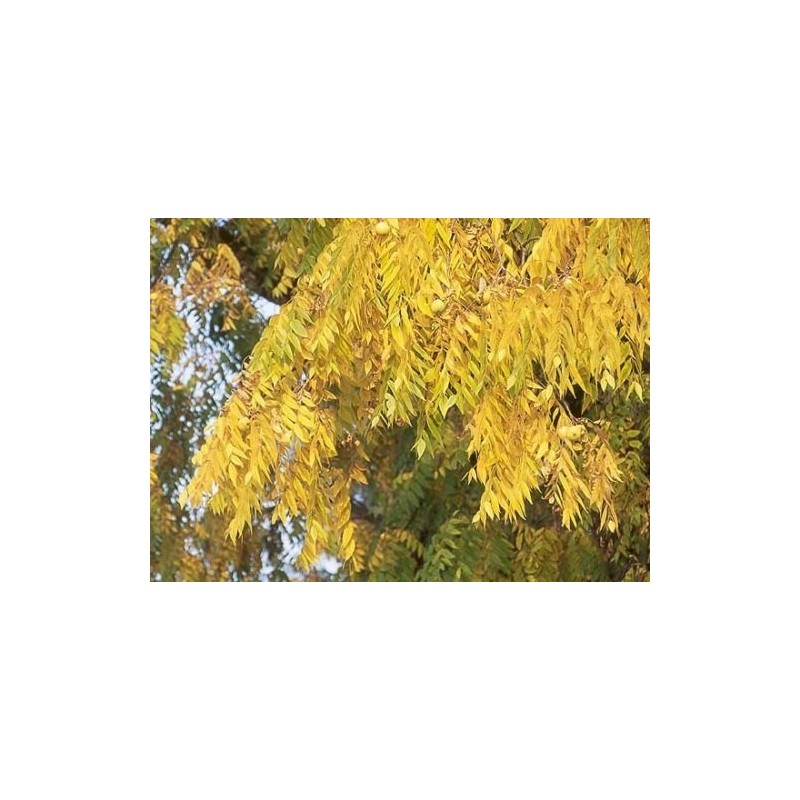 Black Walnut, Juglans Nigra, (Northern Source), Tree 3 Seeds