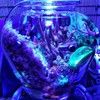 ABI 12W Tuna Blue LED Bulb Coral Reef Optimized Spectrum