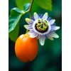 Seeds Yellow Passion Fruit 10+ Seeds to Grow Exotic Plant