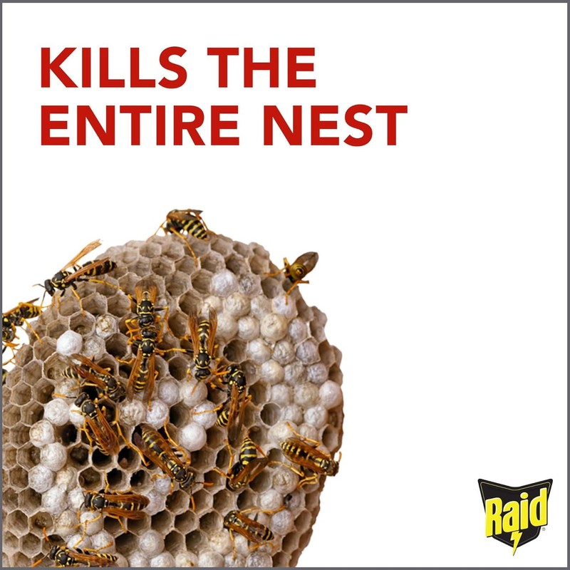 Raid Wasp Hornet Killer Spray 14 Ounce (Pack of 2)
