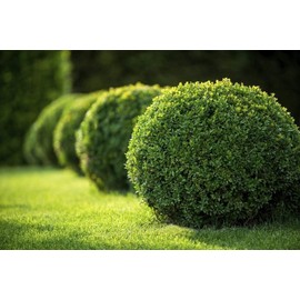 Japanese Boxwood - 10 Live Plants - Buxus Fast Growing Cold Hardy Evergreen Shrub