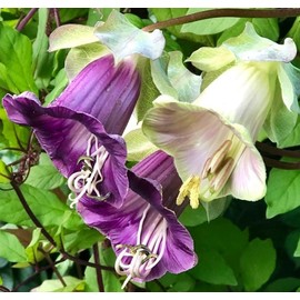 FUN AND GROW SEEDS: Seeds Cathedral Bells Mix Cobea Perennial Flowers