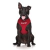 Dexil Limited DO NOT PET Red Colour Coded Non-Pull Front